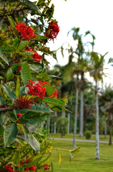 Τροπικά Λουλούδια Εθνικό Βοτανικό Κήπο Της Κούβας Αβάνα — Φωτογραφία Αρχείου