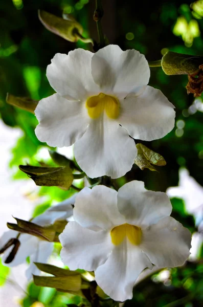 Fleurs Tropicales Jardin Botanique National Cuba Havane — Photo