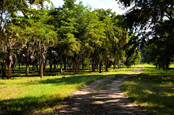 Schöne Aussicht Auf Den Regenwald Nationaler Botanischer Garten Kubas Havanna — Stockfoto