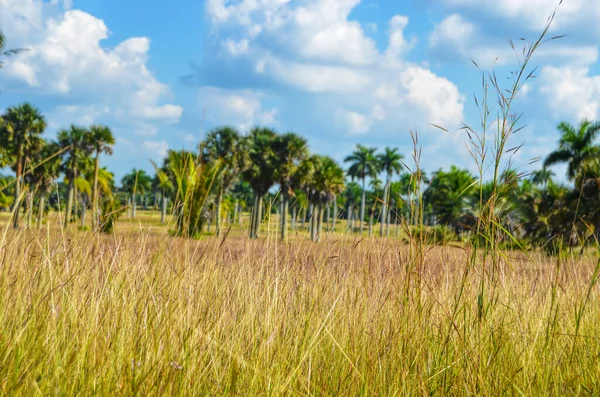 Einen Schönen Blick Auf Das Palmendickicht Durch Das Getrocknete Gras — Stockfoto