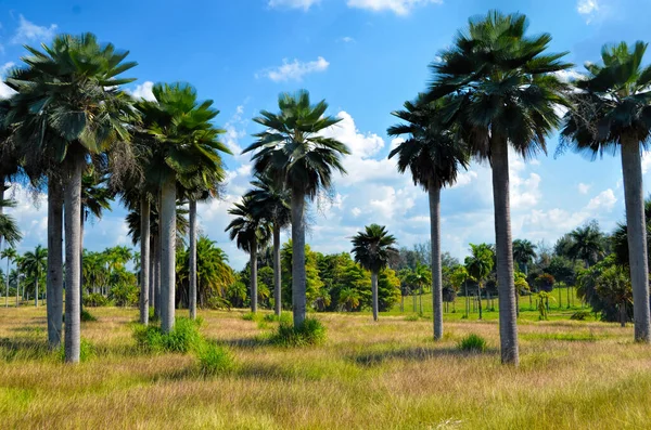 Palmiye Ağacının Güzel Manzarası Küba Nın Ulusal Botanik Bahçesi Havana — Stok fotoğraf