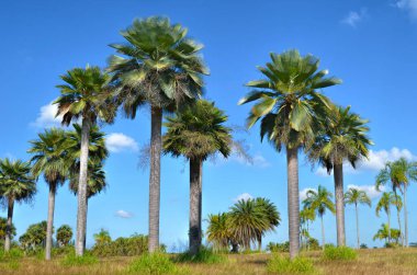 Küba Cumhuriyeti 'nin ulusal botanik parkında yabani palmiyeler