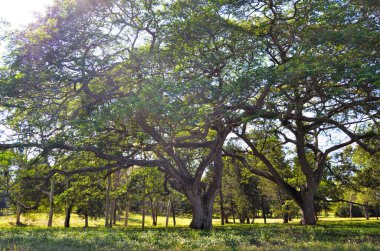 Havana şehrinin ulusal botanik bahçesindeki tropik ağaçlar. Küba. Bahçede yürü.