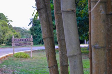 Japon bahçesine giden Havana şehrinin ulusal botanik bahçesinde bambu otları. Küba