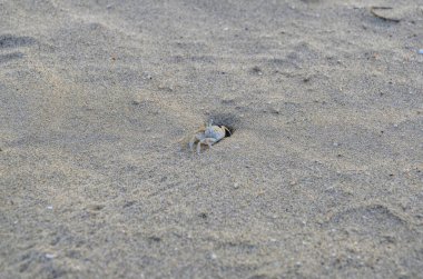 Yengeç bir oyukta saklanıyor. Havana 'nın banliyölerinde bir plaj. Küba.