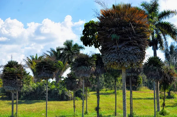 Wilde Palmen Botanischen Nationalpark Der Republik Kuba — Stockfoto