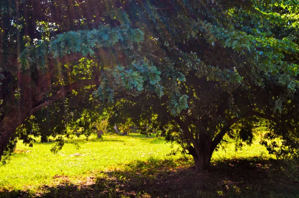 Tropische Bäume Nationalen Botanischen Garten Der Stadt Havanna Kuba Spaziergang — Stockfoto