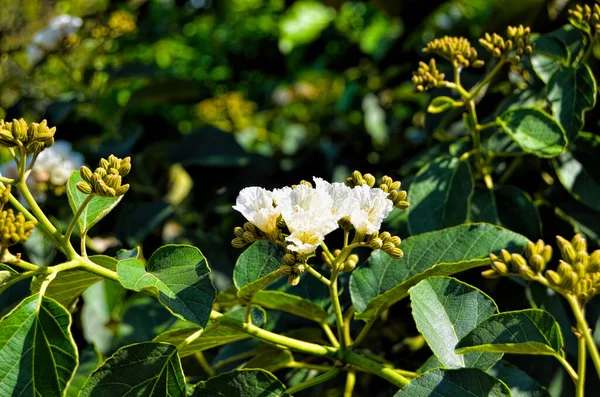 Arbre Fleurs Dans Parc Botanique National République Cuba — Photo