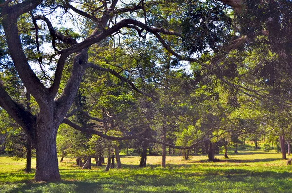 Havana Şehrinin Ulusal Botanik Bahçesindeki Tropik Ağaçlar Küba Bahçede Yürü — Stok fotoğraf