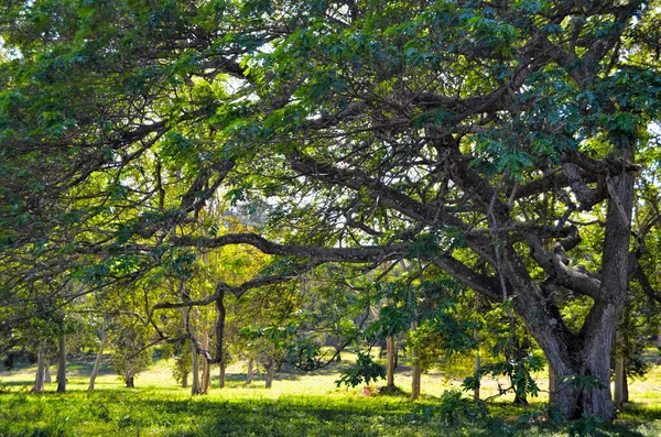 Arbres Tropicaux Dans Jardin Botanique National Ville Havane Cuba Marcher — Photo