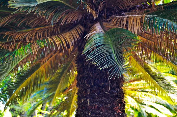 Botanické Zahradě Města Havany Rostlinné Cikády Nebo Ságovité Palmy Kubánská — Stock fotografie