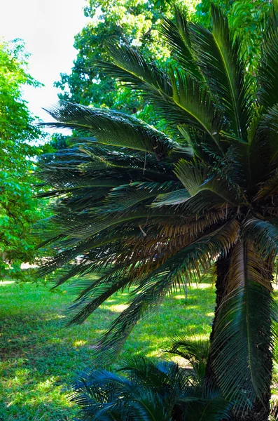 Botanické Zahradě Města Havany Rostlinné Cikády Nebo Ságovité Palmy Kubánská — Stock fotografie