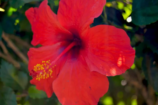 Hibiscus Chinois Rose Chinoise Dans Jardin Botanique Ville Havane Cuba — Photo