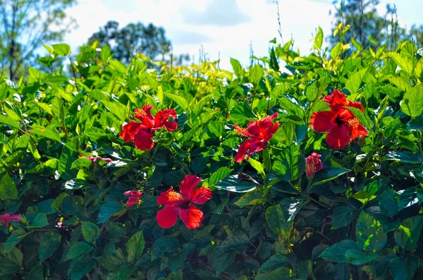 Hibiscus Chinois Rose Chinoise Dans Jardin Botanique Ville Havane Cuba — Photo