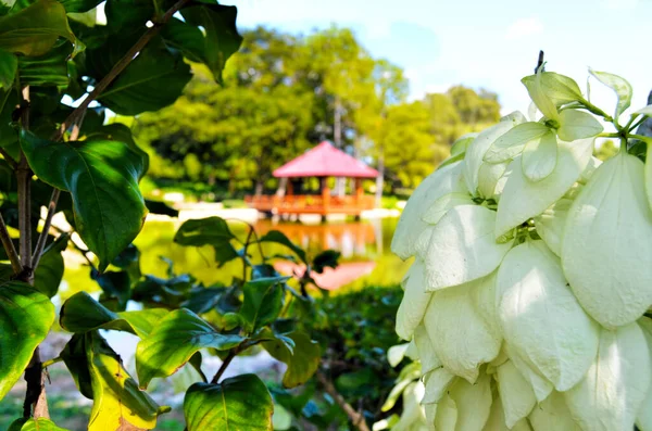 Jardin Japonais Dans Jardin Botanique National Dans Municipalité Arroyo Naranjo — Photo