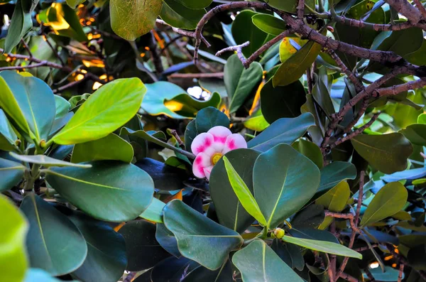 Clusia Rosa Árbol Con Flores Calle Ciudad Habana Cuba —  Fotos de Stock