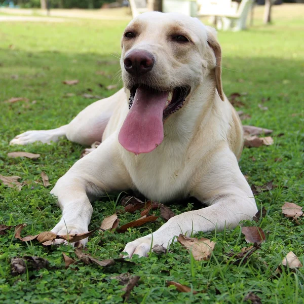 Smile white dog on the grass