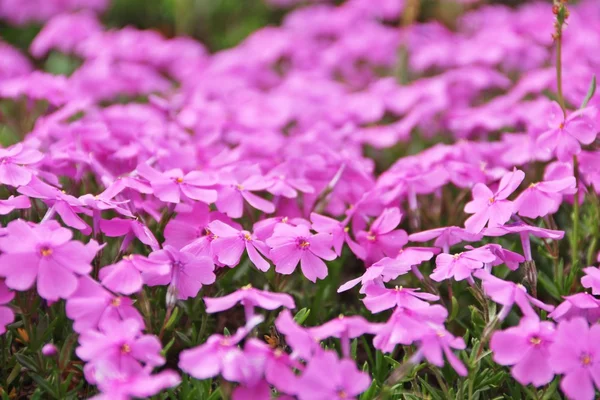 Nagyított rózsaszín moss virág mező — Stock Fotó