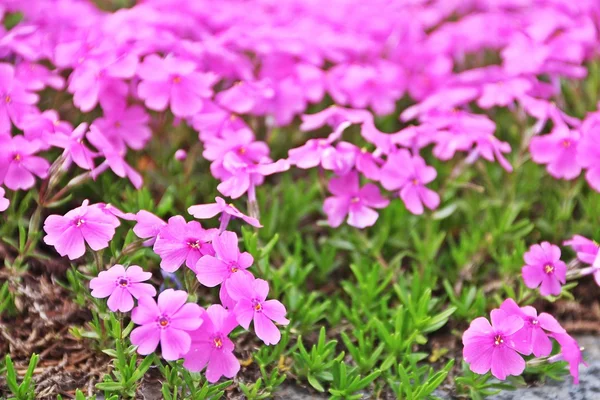 Nagyított rózsaszín moss virág — Stock Fotó
