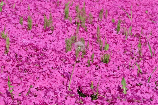 White flower in pink moss field