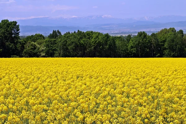 Kolza tohumu alan Dağ Manzaralı