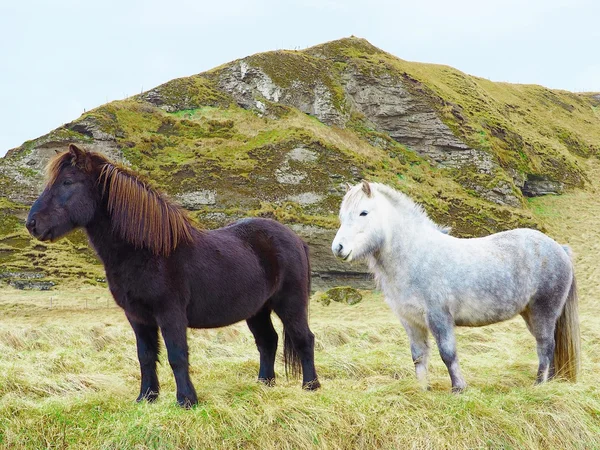 Cavalo icelandic preto e branco — Fotografia de Stock