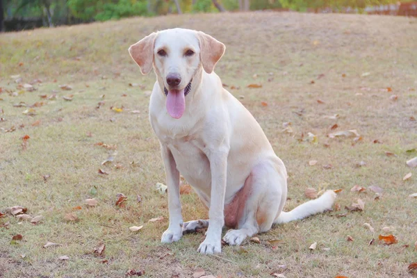 健康的な白いラブラドール犬 — ストック写真