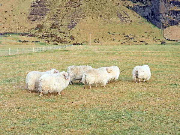 Flock of white Icelandic sheep on the field in summer