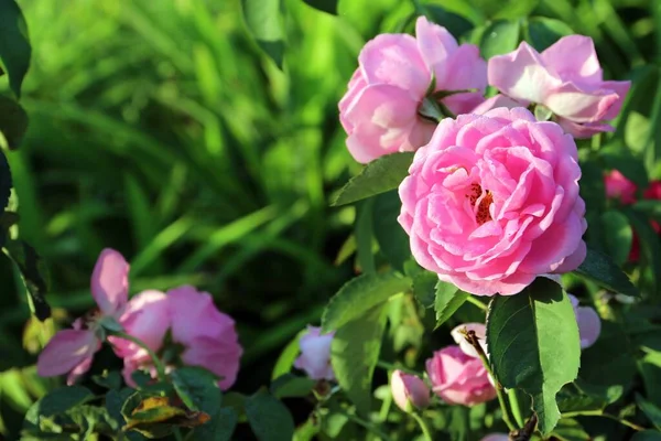在绿叶间绽放着天然的粉红玫瑰 开放的阳光 — 图库照片