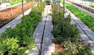 Kırmızı mercan gibi birçok çeşit salata sebzesi, çünkü, yeşil mercan vb. Çiftlik arazisinde ve yetiştirme