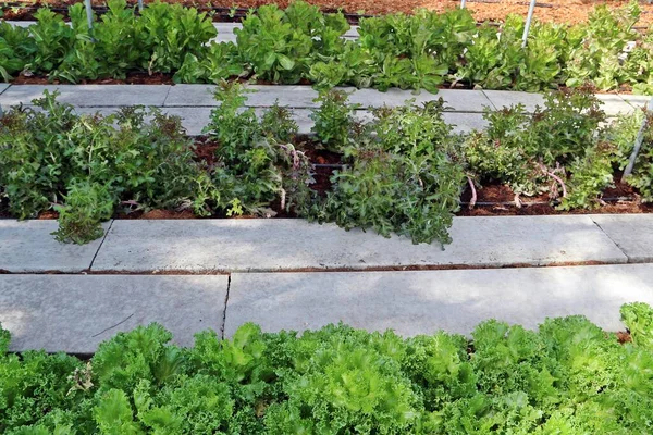 Kırmızı mercan gibi birçok çeşit salata sebzesi, çünkü, yeşil mercan vb. Çiftlik arazisinde ve yetiştirme