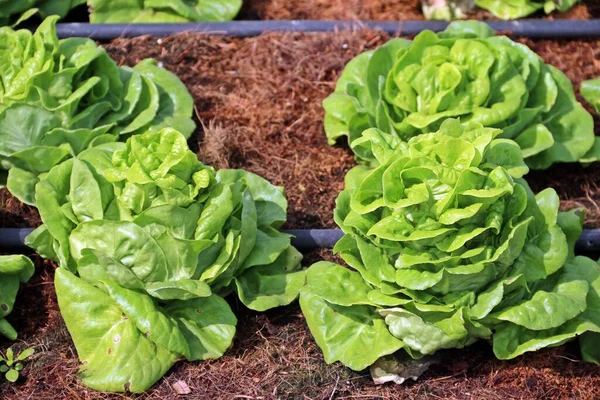 Butterhead Sebze Salatası Çiftlikte Yetişiyor Yetiştirilmeye Hazır Stok Fotoğraf