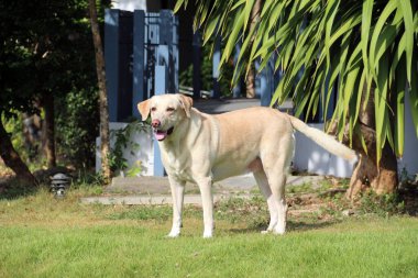 Beyaz Labrador köpeği evin önünde duruyor.