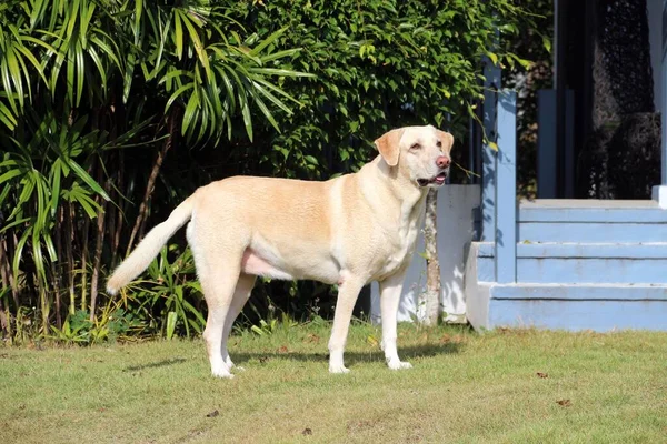 家の前に立つ白いオープンマウスラブラドール犬 — ストック写真