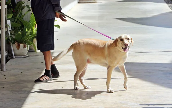 幸せなラブラドール犬は公共の場所で笑顔 — ストック写真