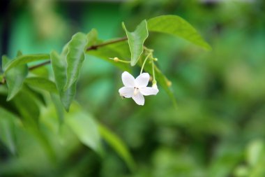 Yeşiller üzerinde beyaz tek turuncu Yasemin