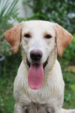 Beyaz ıslak labrador üzerinden büyük gülümseme