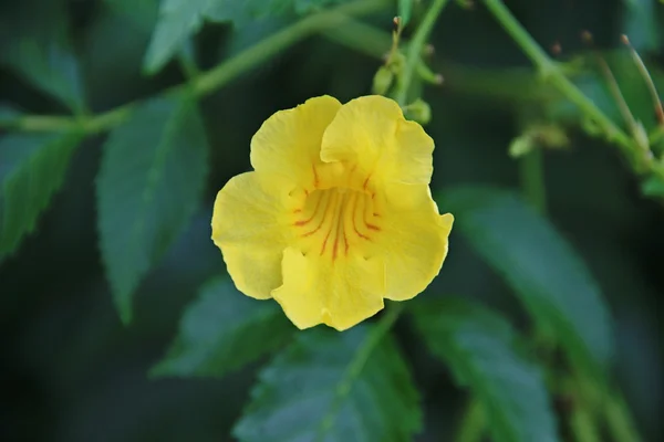 Yellow Allamanda flower in green — Stock Photo, Image