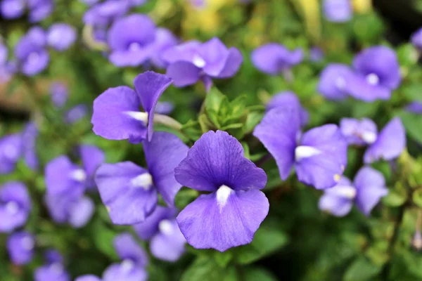 Aggiorna con fiori viola — Foto Stock