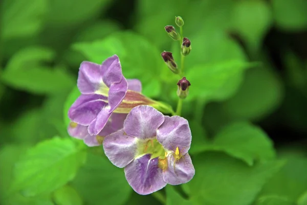 Yellow insect in twin purple flowers — Stock Photo, Image