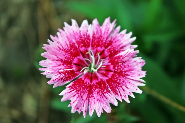 dianthus Pembe çiçek