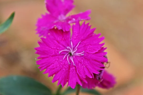 Mély rózsaszín dianthus virág — Stock Fotó