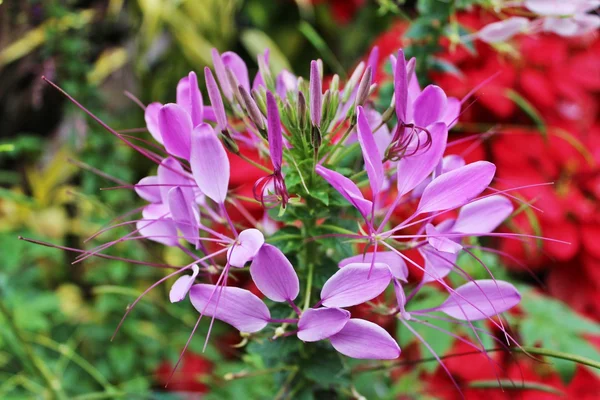 Pink spider blomma — Stockfoto