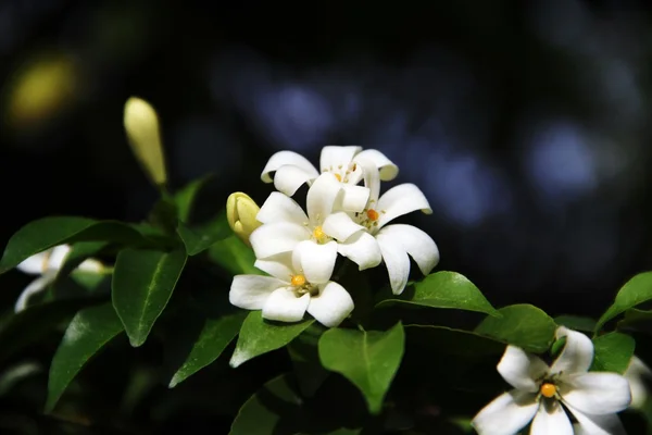 Blossom of the white flower — Stock Photo, Image