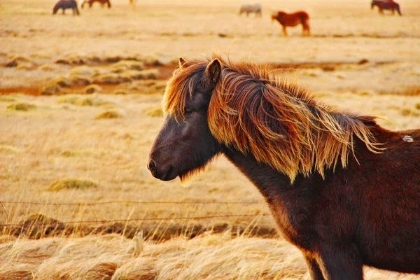 Cavalo islandês no campo — Fotografia de Stock