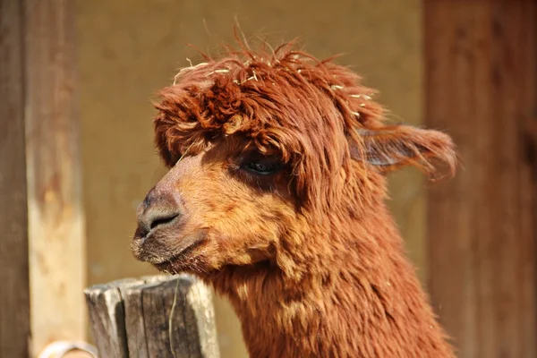 Smiley alpaca — Stock Photo, Image