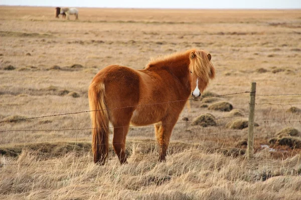 Caballo islandés marrón claro en el campo —  Fotos de Stock