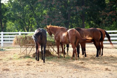 Atları istikrarlı besleme