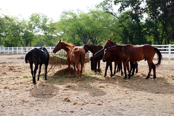 Кормление лошадей в конюшне — стоковое фото