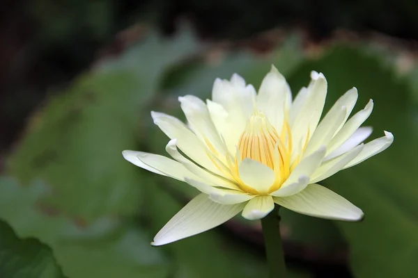 Florece flor de loto — Foto de Stock